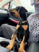 Bozqurt (Grey Wolf) - AKC reg, microchipped, champion bloodline, a male Doberman Pinscher for sale in Orland Park, IL – 2 of 4
