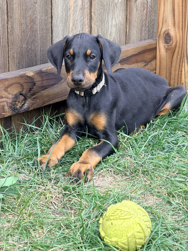 Mia  - Prepaid AKC registration, microchipped, champion bloodline – Doberman Pinscher puppy for sale in Orland Park, IL