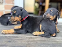 Red  - AKC registration, microchipped, champion bloodline, a male Doberman Pinscher for sale in Orland Park, IL – 2 of 5