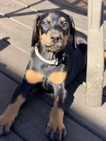Bozqurt (Grey Wolf) - SOLD Prepaid AKC reg, microchip, champ bloodline, a male Doberman Pinscher for sale in Orland Park, IL – 3 of 3