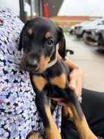 Bozqurt (Grey Wolf) - AKC reg, microchipped, champion bloodline, a male Doberman Pinscher for sale in Orland Park, IL – 3 of 4
