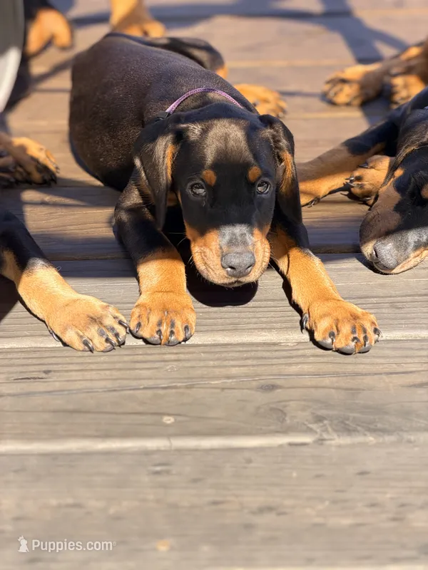 Aslan (Lion) - Prepaid AKC registration, microchip, champion bloodline – Doberman Pinscher puppy for sale in Orland Park, IL