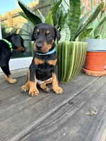 Kayrat (strong, energetic) -  AKC reg, microchip, champion bloodline, a male Doberman Pinscher for sale in Orland Park, IL – 3 of 3