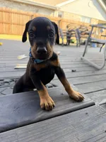 Kayrat (strong, energetic) Prepaid AKC reg, microchip, champ bloodline, a male Doberman Pinscher for sale in Orland Park, IL – 2 of 3