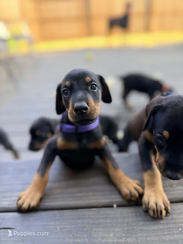 Aslan (Lion) - Prepaid AKC registration, microchip, champion bloodline – Doberman Pinscher puppy for sale in Orland Park, IL