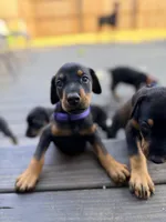 Aslan (Lion), a male Doberman Pinscher for sale in Orland Park, IL – 4 of 4