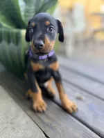Aslan (Lion) - Prepaid AKC registration, microchip, champion bloodline, a male Doberman Pinscher for sale in Orland Park, IL – 2 of 4