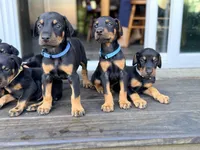 Batyr (Warrior, Military leader) - AKC reg, microchip, champ bloodline, a male Doberman Pinscher for sale in Orland Park, IL – 4 of 5