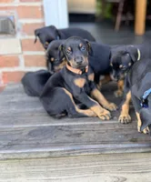 Maxim, a male Doberman Pinscher for sale in Orland Park, IL – 3 of 4