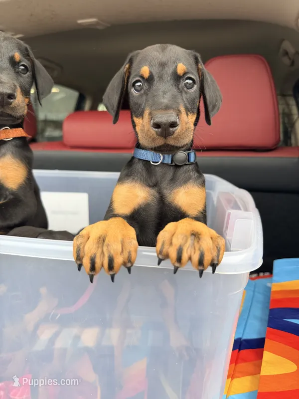 Batyr (meaning Warrior, Military leader) – Doberman Pinscher puppy for sale in Orland Park, IL