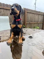 Red  - AKC registration, microchipped, champion bloodline, a male Doberman Pinscher for sale in Orland Park, IL – 3 of 5