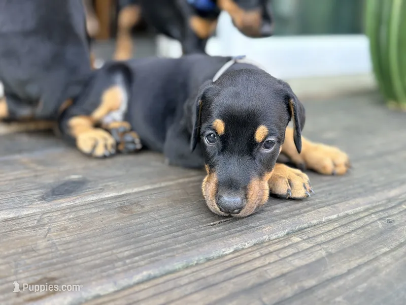 Bozqurt (Grey Wolf) – Doberman Pinscher puppy for sale in Orland Park, IL