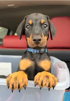 Batyr (Warrior, Military leader) PrepaidAKC reg microchip champ blood, a male Doberman Pinscher for sale in Orland Park, IL – 1 of 3