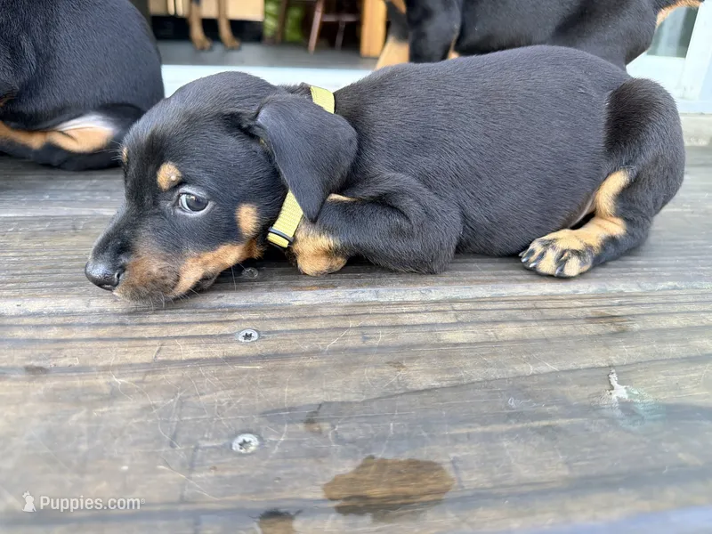 Janbulat (Made of Steel) -  AKC reg, microchipped, champion bloodline – Doberman Pinscher puppy for sale in Orland Park, IL