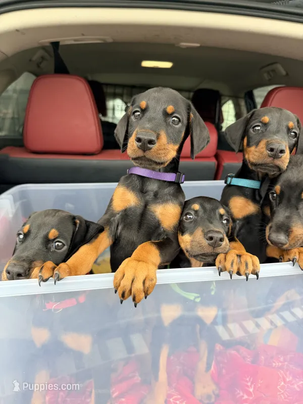 Aslan (Lion) – Doberman Pinscher puppy for sale in Orland Park, IL