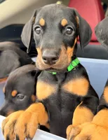 Daisy -  Prepaid AKC registration, microchipped, champion bloodline, a female Doberman Pinscher for sale in Orland Park, IL – 2 of 2
