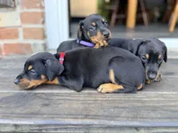 Aslan (Lion), a male Doberman Pinscher for sale in Orland Park, IL – 2 of 4