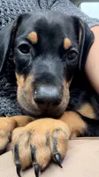 Batyr (Warrior, Military leader) - AKC reg, microchip, champ bloodline, a male Doberman Pinscher for sale in Orland Park, IL – 2 of 5