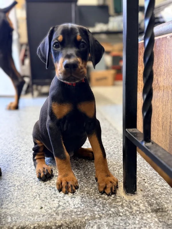 Red  - Prepaid AKC registration, microchipped, champion bloodline – Doberman Pinscher puppy for sale in Orland Park, IL