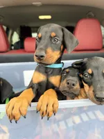 Kayrat (strong, energetic) -  AKC reg, microchip, champion bloodline, a male Doberman Pinscher for sale in Orland Park, IL – 2 of 3