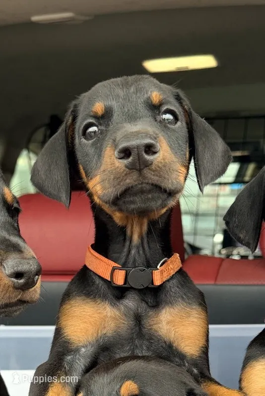 Maxim -  Prepaid AKC registration, microchipped, champion bloodline – Doberman Pinscher puppy for sale in Orland Park, IL