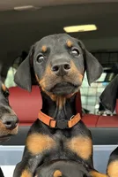 Maxim -  Prepaid AKC registration, microchipped, champion bloodline, a male Doberman Pinscher for sale in Orland Park, IL – 1 of 3