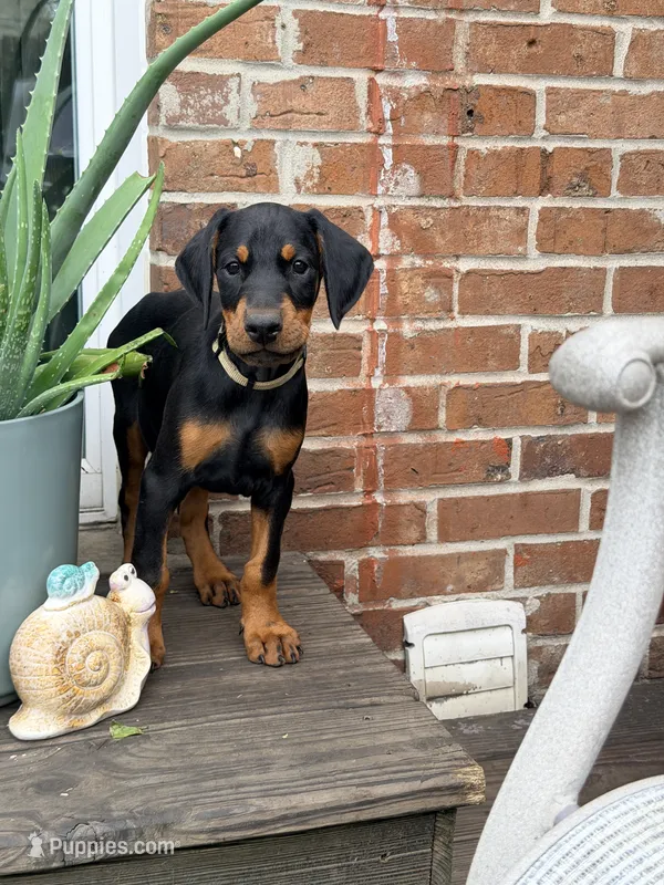 Mia  - Prepaid AKC registration, microchipped, champion bloodline – Doberman Pinscher puppy for sale in Orland Park, IL