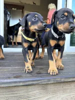 Janbulat (Made of Steel) -  AKC reg, microchipped, champion bloodline, a male Doberman Pinscher for sale in Orland Park, IL – 3 of 3