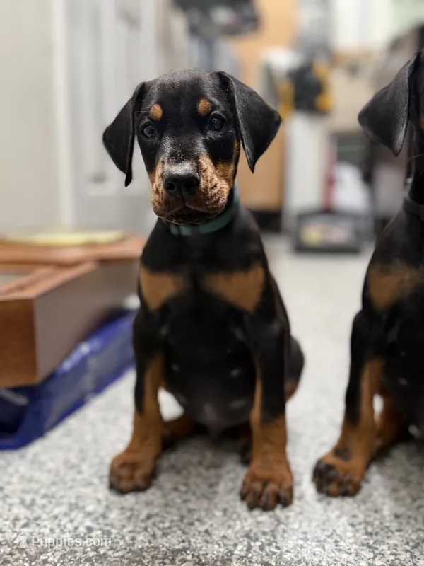 Kayrat (strong, energetic) Prepaid AKC reg, microchip, champ bloodline – Doberman Pinscher puppy for sale in Orland Park, IL