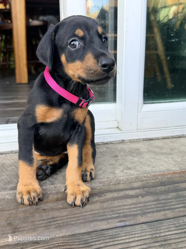 Mia – Doberman Pinscher puppy for sale in Orland Park, IL