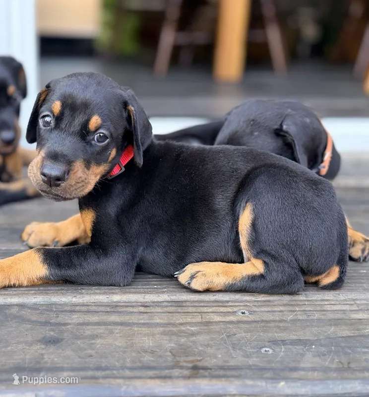 Red  - Prepaid AKC registration, microchipped, champion bloodline – Doberman Pinscher puppy for sale in Orland Park, IL