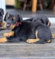 Red  - Prepaid AKC registration, microchipped, champion bloodline, a male Doberman Pinscher for sale in Orland Park, IL – 1 of 3