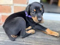 Aslan (Lion) - Prepaid AKC registration, microchip, champion bloodline, a male Doberman Pinscher for sale in Orland Park, IL – 4 of 4