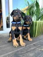 Batyr (Warrior, Military leader) - AKC reg, microchip, champ bloodline, a male Doberman Pinscher for sale in Orland Park, IL – 3 of 5