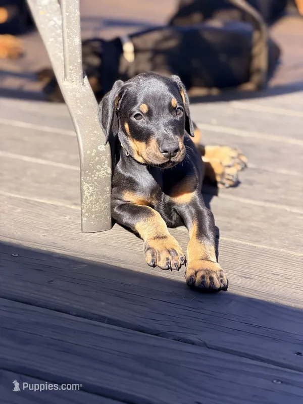 Janbulat (Made of Steel)Prepaid AKC reg, microchip, champion bloodline – Doberman Pinscher puppy for sale in Orland Park, IL