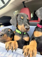 Daisy -  AKC registration, microchipped, champion bloodline, a female Doberman Pinscher for sale in Orland Park, IL – 2 of 3