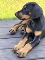 Bozqurt (Grey Wolf) - SOLD Prepaid AKC reg, microchip, champ bloodline, a male Doberman Pinscher for sale in Orland Park, IL – 2 of 3
