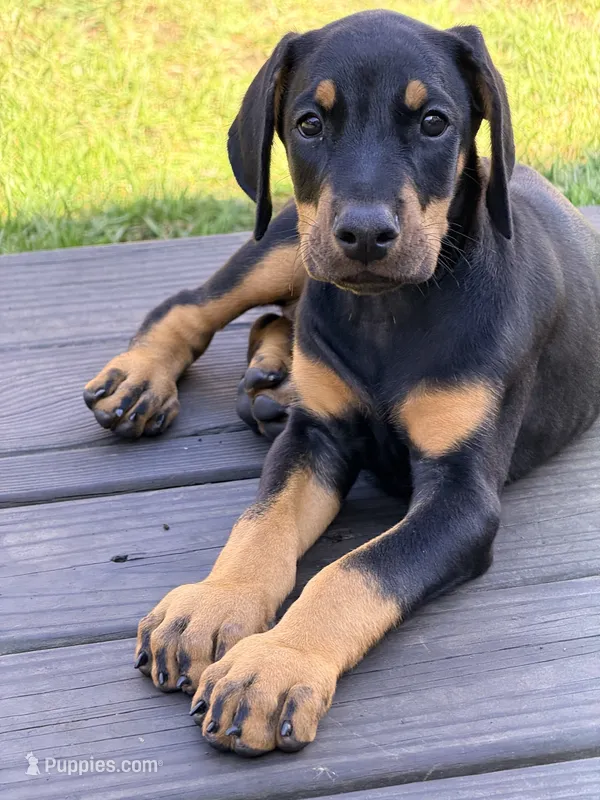 Bozqurt (Grey Wolf) - Prepaid AKC reg, microchip, champion bloodline – Doberman Pinscher puppy for sale in Orland Park, IL