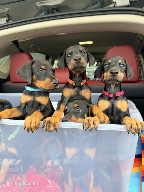 Maxim – Doberman Pinscher puppy for sale in Orland Park, IL