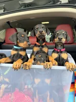 Maxim, a male Doberman Pinscher for sale in Orland Park, IL – 1 of 4