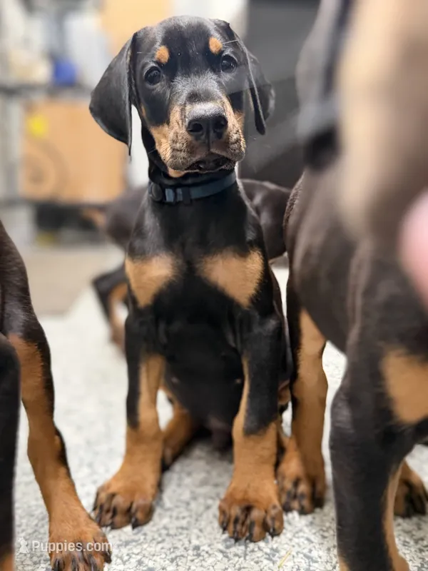 Batyr (Warrior, Military leader) PrepaidAKC reg microchip champ blood – Doberman Pinscher puppy for sale in Orland Park, IL