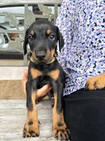 Janbulat (Made of Steel) -  AKC reg, microchipped, champion bloodline, a male Doberman Pinscher for sale in Orland Park, IL – 2 of 3