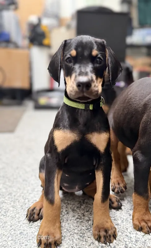 Daisy -  Prepaid AKC registration, microchipped, champion bloodline – Doberman Pinscher puppy for sale in Orland Park, IL