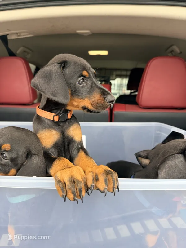 Maxim -  AKC registration, microchipped, champion bloodline – Doberman Pinscher puppy for sale in Orland Park, IL