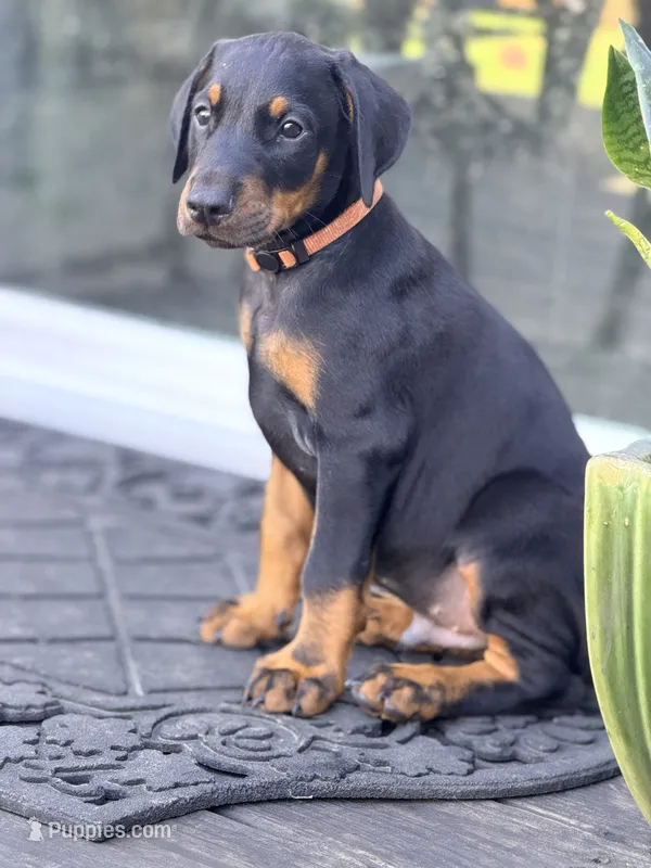 Maxim -  Prepaid AKC registration, microchipped, champion bloodline – Doberman Pinscher puppy for sale in Orland Park, IL