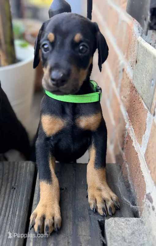 Daisy -  Prepaid AKC registration, microchipped, champion bloodline – Doberman Pinscher puppy for sale in Orland Park, IL