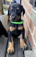 Daisy -  Prepaid AKC registration, microchipped, champion bloodline, a female Doberman Pinscher for sale in Orland Park, IL – 1 of 2
