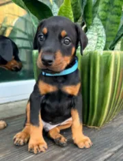 Kayrat (strong, energetic) Prepaid AKC reg, microchip, champ bloodline – Doberman Pinscher puppy for sale in Orland Park, IL