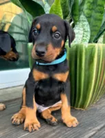 Kayrat (strong, energetic) Prepaid AKC reg, microchip, champ bloodline, a male Doberman Pinscher for sale in Orland Park, IL – 1 of 3