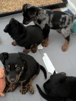 Cache, a male Beauceron for sale in Louisville, KY – 5 of 10